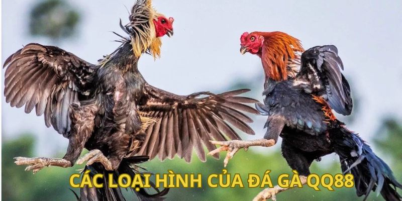 Một vài hình thức chơi đá gà QQ88 thú vị